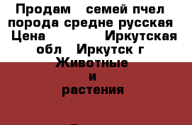 Продам 5 семей пчел, порода средне-русская › Цена ­ 12 000 - Иркутская обл., Иркутск г. Животные и растения » Другие животные   